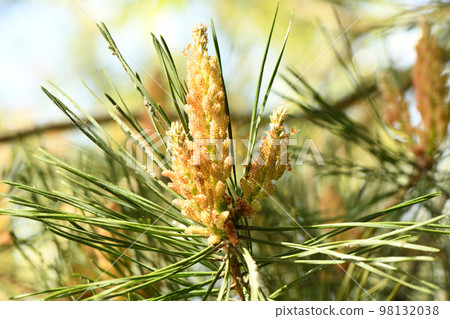 Yellow Pollen on a new pine blossom. Yellow pine cones from coniferous tree at june. Yellow Pollen on a new pine blossom. Yellow pine cones from coniferous tree at june. 98132038