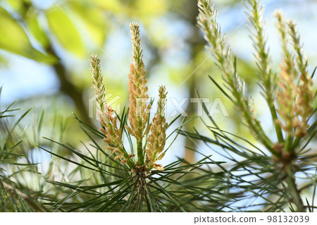 Yellow Pollen on a new pine blossom. Yellow pine cones from coniferous tree at june. Yellow Pollen on a new pine blossom. Yellow pine cones from coniferous tree at june. 98132039