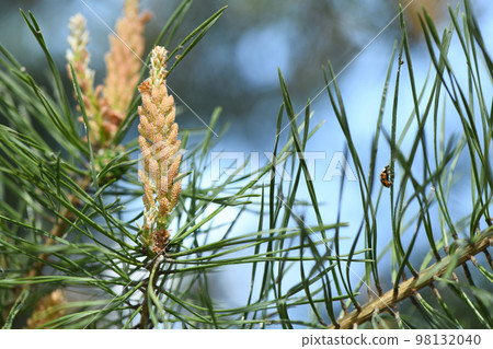 Yellow Pollen on a new pine blossom. Yellow pine cones from coniferous tree at june. A ladybug sits on a needle. Yellow Pollen on a new pine blossom. Yellow pine cones from coniferous tree at june. A ladybug sits on a needle. 98132040