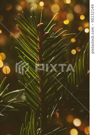 Closeup of green spruce branch Closeup of green spruce branch 98132149