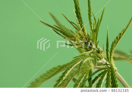 Medical use marijuana plant high in CBD side view isolated on green. Medical use marijuana plant high in CBD side view isolated on green. 98132185