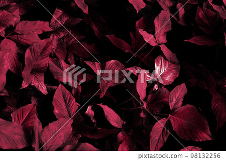 Tropical foliage green dark background Tropical foliage green dark background 98132256