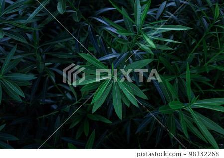 Tropical foliage green dark background 98132268