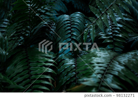 Tropical foliage green dark background 98132271
