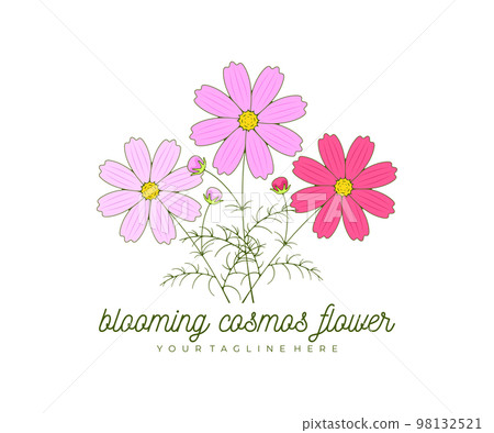 Blooming cosmos flower, kosmeya and cosmos, logo design. Nature, floral, bloom and floristry, vector design and illustration Blooming cosmos flower, kosmeya and cosmos, logo design. Nature, floral, bloom and floristry, vector design and illustration 98132521