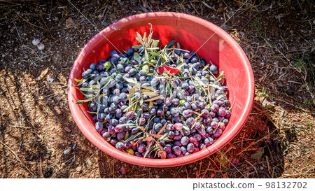 Olives harvested in farmer's basket. Olives are often harvested by hand, with the fruit being collected in baskets carried by harvesters, picking the ripe olives from the trees. 98132702
