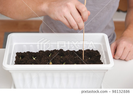 A man inserts wooden sticks for a pea trellis in 98132886