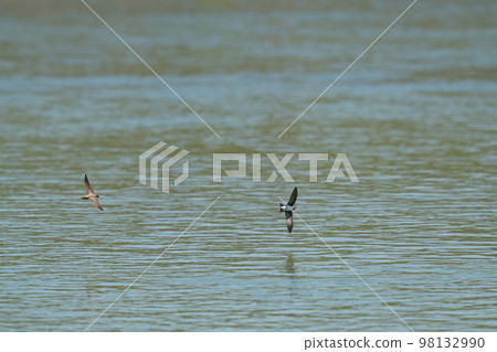 Two Swallows flying just above the surface of the water 98132990