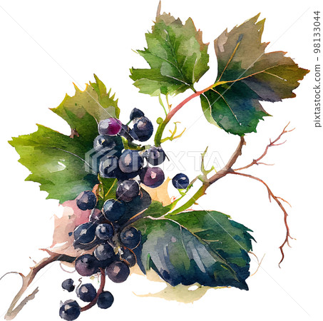 Watercolor branch with blackcurrant berries on white. Vector Illustration. EPS10 98133044