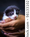 Cute little kitten sitting on the palm of a woman. 98133102