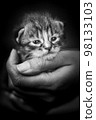 Baby kitten in a female human hand. Two weeks old newborn baby cat 98133103