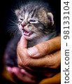 Cute little kitten sitting on the palm of a woman. 98133104