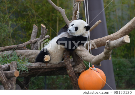 Momohama 在樹上放鬆 98133120