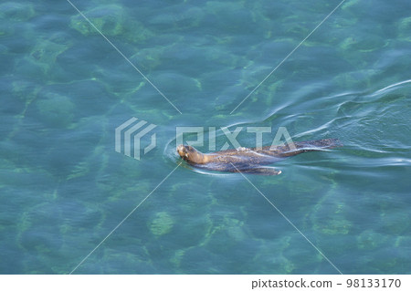 South American Sea Lion, Peninsula Valdes, Patagonia Argentina South American Sea Lion, Peninsula Valdes, Patagonia Argentina 98133170