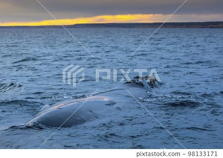 Southern Right whale  swimming on the surface, Puerto Madryn, Patagonia, Argentina 98133171