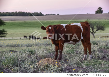 Cattle in Argentine countryside,La Pampa Province, Cattle in Argentine countryside,La Pampa Province, 98133177