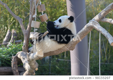 Sakurahama playing on the tree 98133207