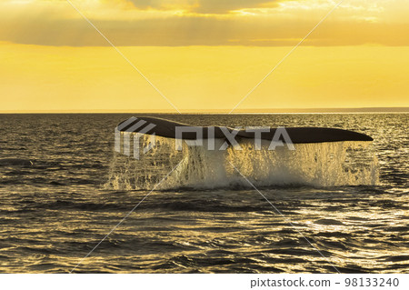 Southern Right whale tail, Puerto Madryn, Patagonia, Argentina 98133240