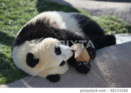 Momohama playing with wooden toys 98133260