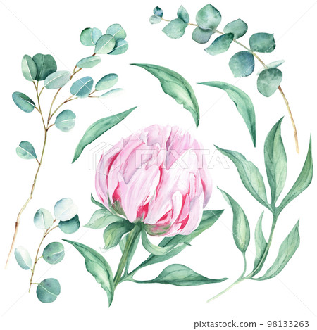 Pink watercolor peony flower, leaves and eucalyptus branches. Hand drawn botanical illustration isolated on white background. Can be used for greeting cards, bouquets, wedding invitations, fabric 98133263