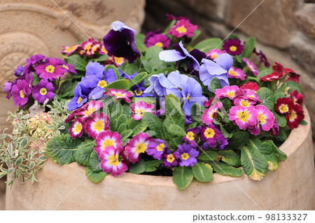 開滿花0042 開滿花0042 98133327