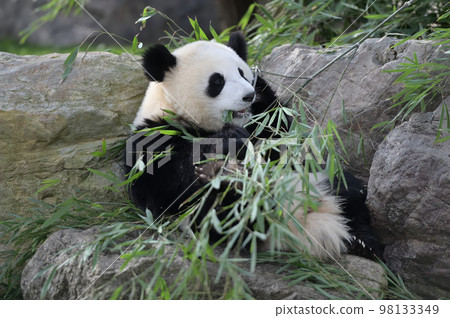 Sakurahama eating bamboo deliciously 98133349