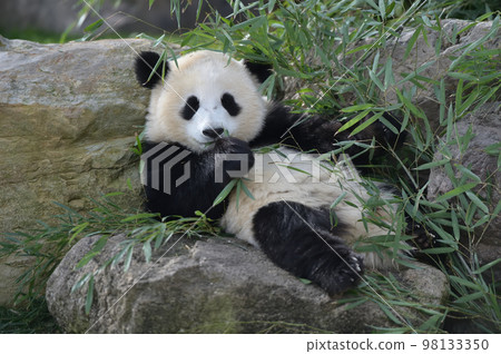 Sakurahama eating bamboo deliciously 98133350