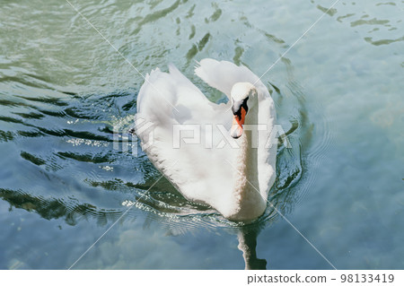 swan on blue lake water in sunny day, swans on pond, nature series. swan on blue lake water in sunny day, swans on pond, nature series. 98133419