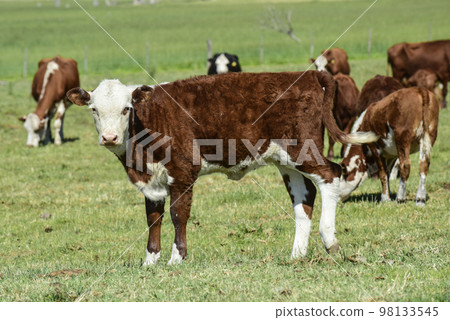 Agricultural production in the Pampas Humeda, Buenos Aires province, Argentina 98133545