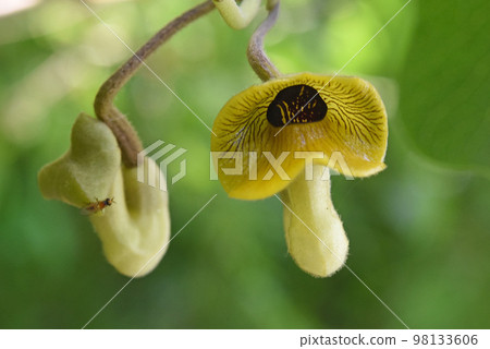 Flowers and buds of Aristolochia purpurea with grotesque streaks of purplish brown inside the sepals Flowers and buds of Aristolochia purpurea with grotesque streaks of purplish brown inside the sepals 98133606