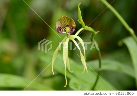 章魚蘭花 章魚蘭花 98133800