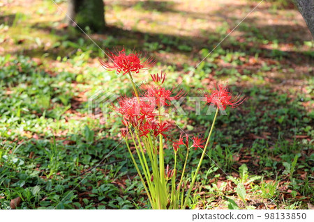 Higa bana flowers 98133850
