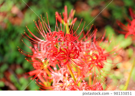 Higa bana花 Higa bana花 98133851