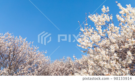 Blessed white plum and blue sky Blessed white plum and blue sky 98133914