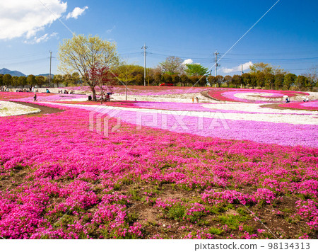 pink moss phlox park 98134313