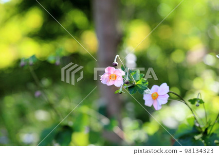 Shuigayuki flower 98134323