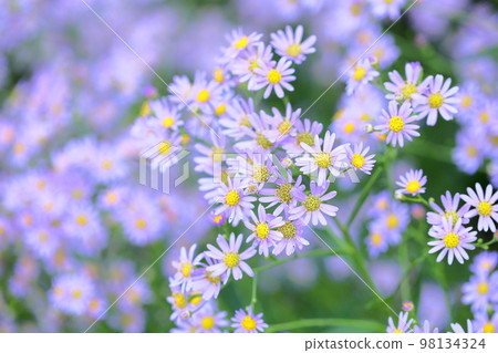 Zion flower 98134324