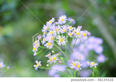 Zion flower Zion flower 98134328
