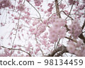 櫻桃樹 98134459