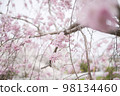 櫻桃樹 98134460