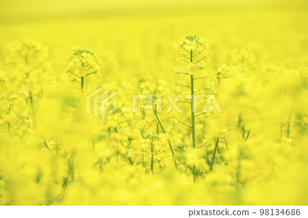 一邊強姦開花 98134686