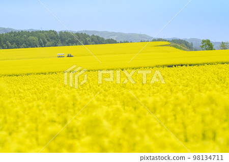 油菜花田和拖拉機拉的有蓋貨車 98134711