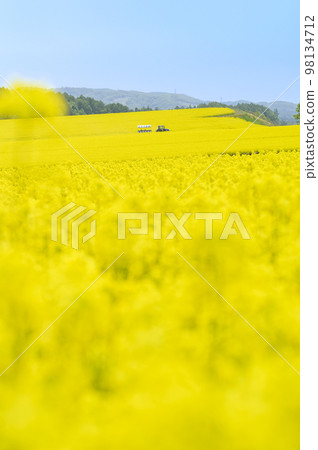 A field of rapeseed flowers and a covered wagon pulled by a tractor A field of rapeseed flowers and a covered wagon pulled by a tractor 98134712