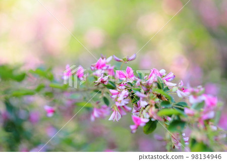 Hagi flower Hagi flower 98134946