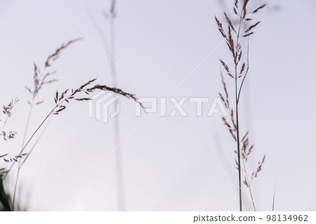 Defocus fall stress melancholy old grass. Tranquil spring summer nature closeup and blurred sky background. Abstract black grass. Out of focus Defocus fall stress melancholy old grass. Tranquil spring summer nature closeup and blurred sky background. Abstract black grass. Out of focus 98134962