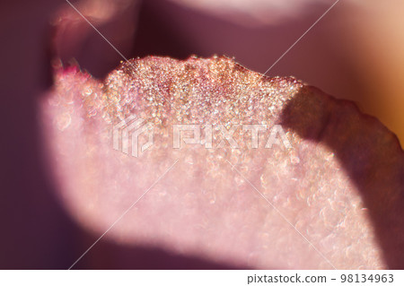 Defocus abstract purple background. Nature of pink leaf in garden at summer. Natural violet leaves plants. Spring background cover page environment ecology wallpaper. Out of focus Defocus abstract purple background. Nature of pink leaf in garden at summer. Natural violet leaves plants. Spring background cover page environment ecology wallpaper. Out of focus 98134963