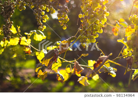 Defocus ripe green grape in vineyard. Grapes green taste sweet growing natural. Green grape on the vine in garden. Bunches of ripe grapes before harvest. Grapes leaves in a vineyard. Out of focus Defocus ripe green grape in vineyard. Grapes green taste sweet growing natural. Green grape on the vine in garden. Bunches of ripe grapes before harvest. Grapes leaves in a vineyard. Out of focus 98134964
