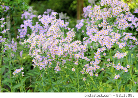 Zion flower Zion flower 98135093