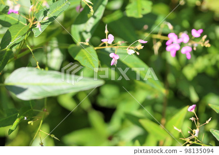 Flower of Alecidnus bali Flower of Alecidnus bali 98135094