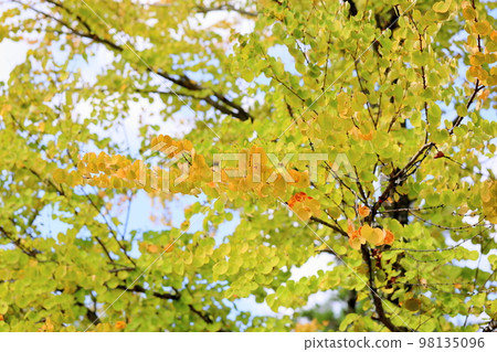 Colored wig leaves Colored wig leaves 98135096